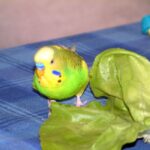 DSCF0292-1