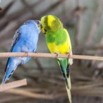 budgie-2683533_1920