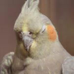 cockatiel-7381857_1920