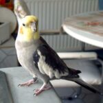 jack_1