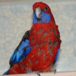 p_5